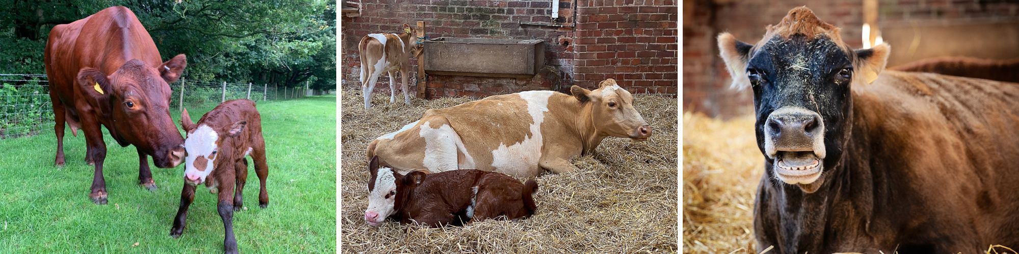 Bovine for Beginners Collage