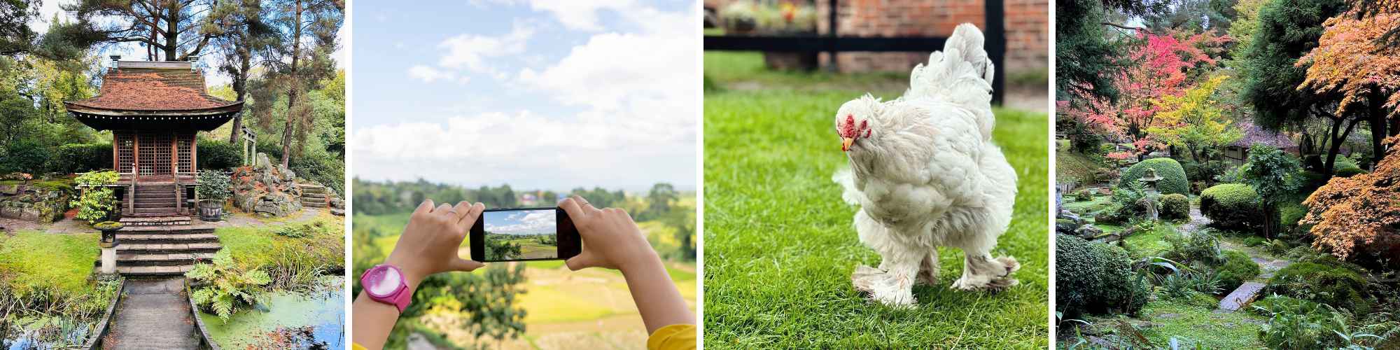 Adult Phone Photograp