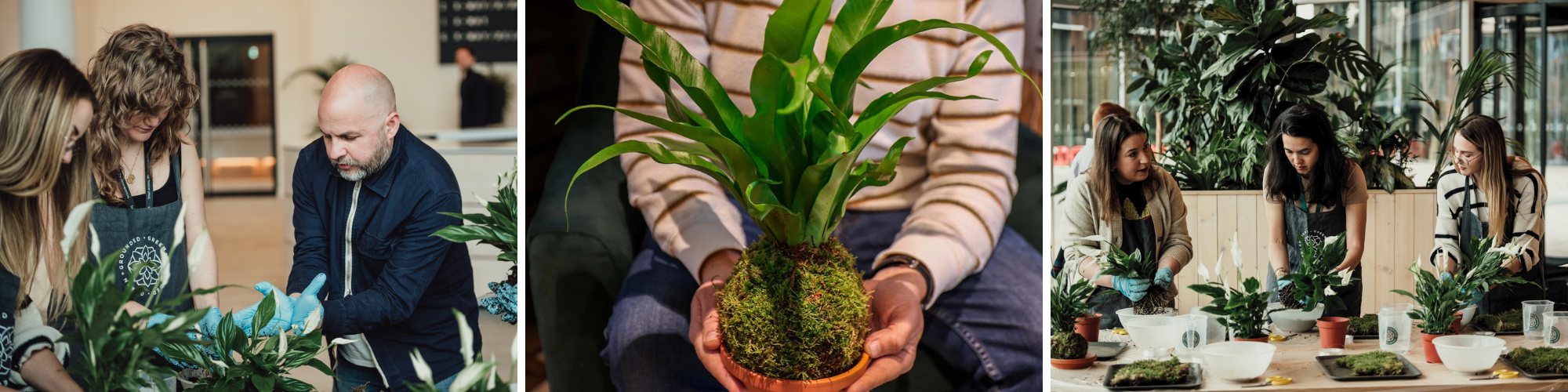 Three images depicting a group of people creating kokedama.
