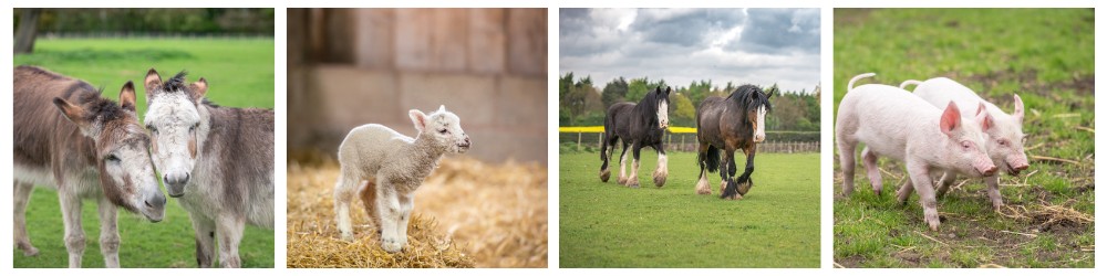 Farm spring collage  (1)