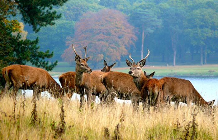 parkland-image-deer-Christine-Torcol-700x450px