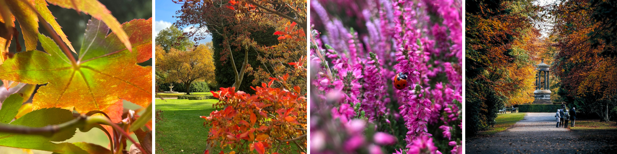 A collage of images display an autumnal garden with red and orange leaves and bright pink flowers.