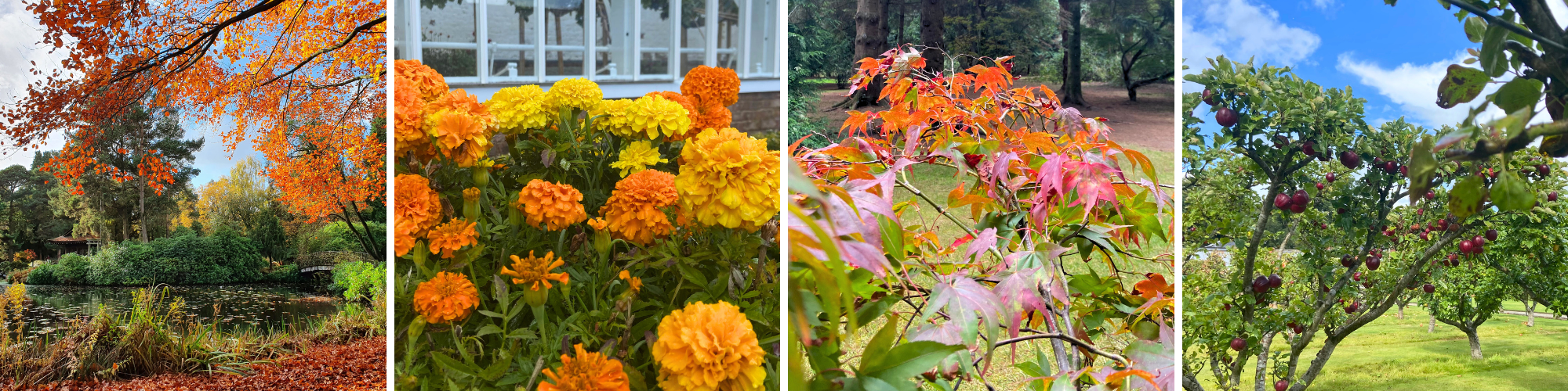 Autumn_Garden_Collage3_2025