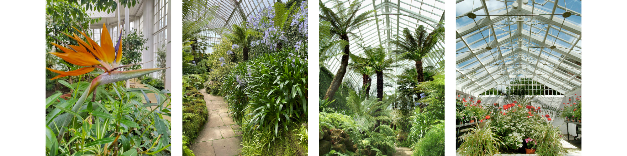 Images of plants in a conservatory.