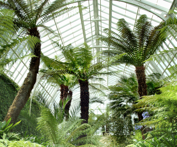 A glass house filled with tall ferns.
