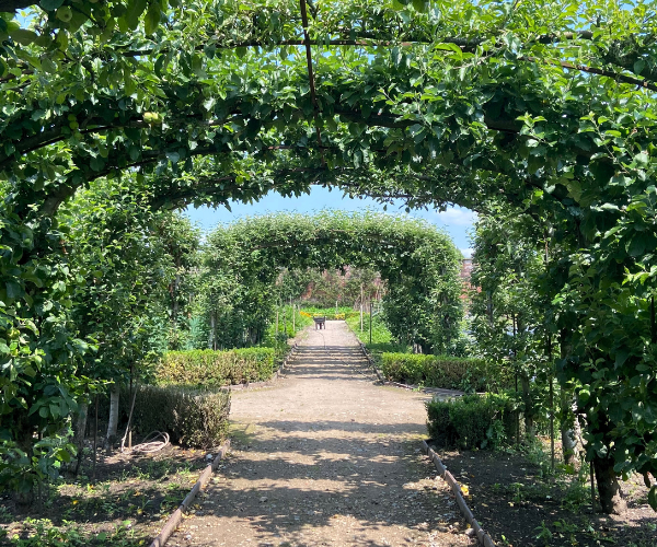 A trellis covered in greenery.