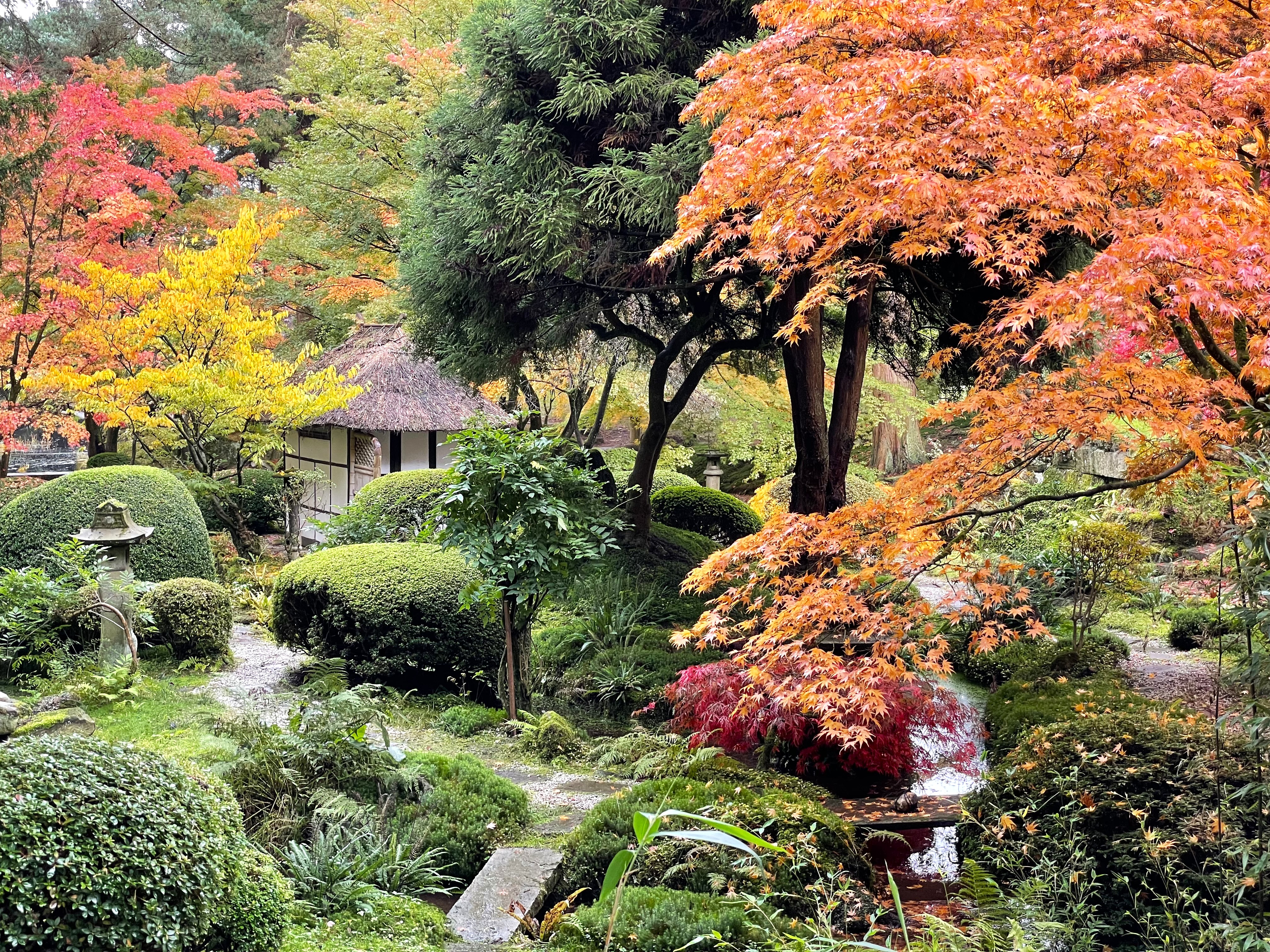 A view of a Japanese style garden in Autumn.