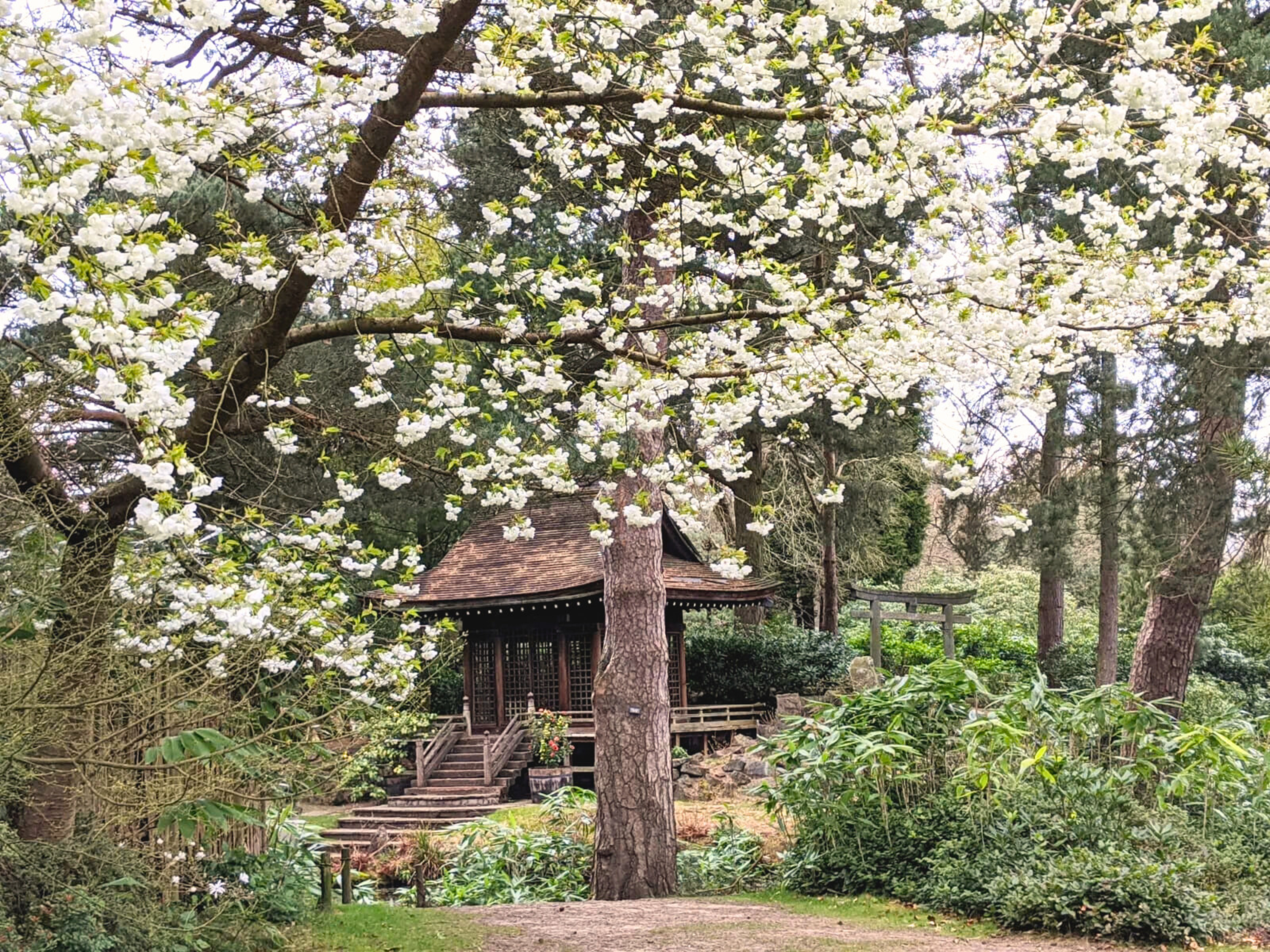 A Japanese Shinto Shrine stands under a blossoming cherry tree.