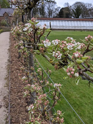 Pear blossom in Kitchen Garden - low res