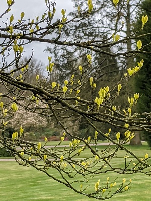 Snowbell tree spring - low res