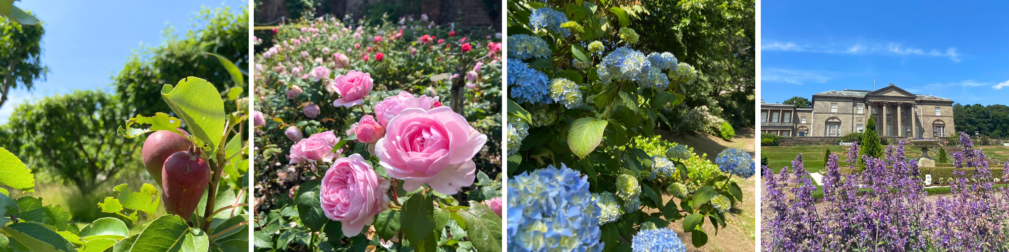 Summer flowers.
