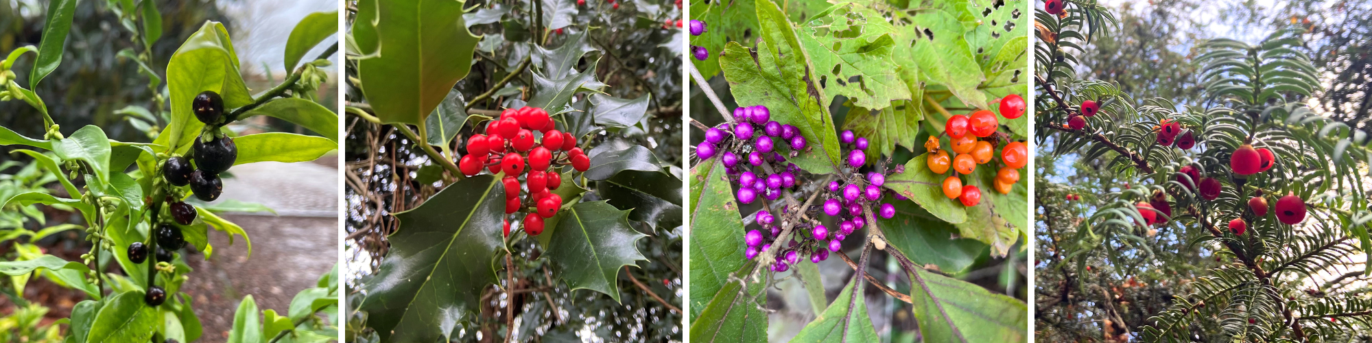 Four photos of different wild berries including holly and rowan berries.