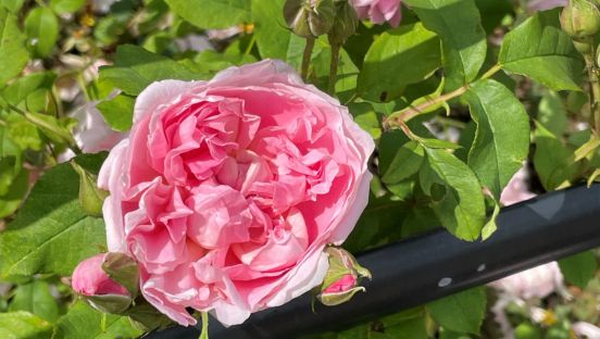 close up of rose