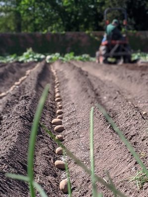 potato planting in Walled kitchen Garden low res