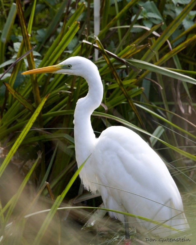 Great white egret