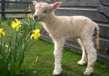 farm homepage tile 360 x 250