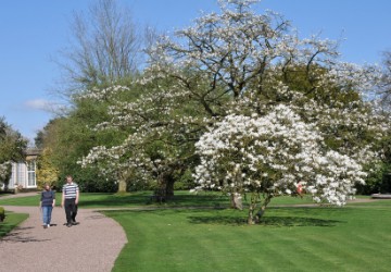 spring blossoms tile 360x250