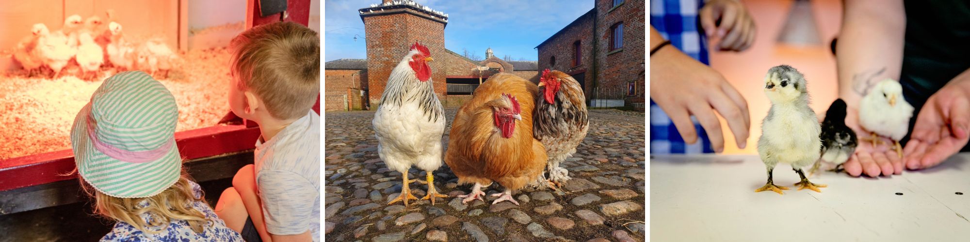 Home to Roost Collage