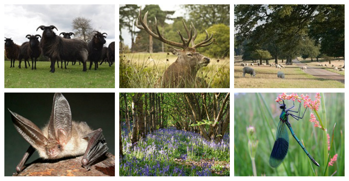Parkland nature & conservation collage