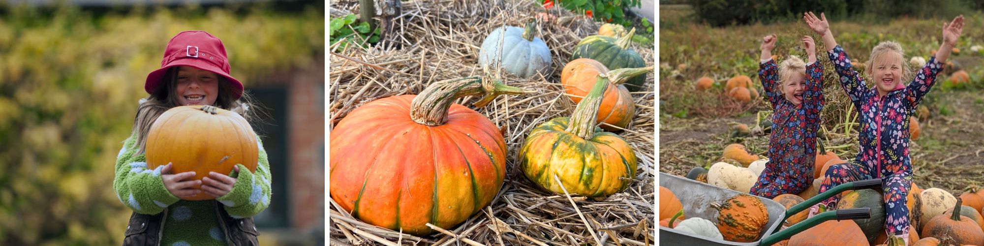 Pumpkin Patch Collage 202
