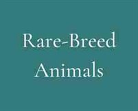 Rare-Breed Animals button