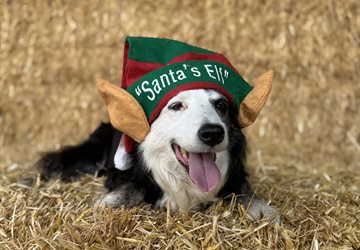 Santa Paws