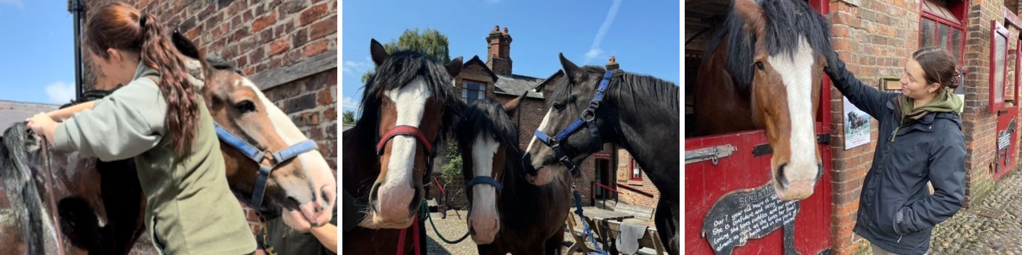 Showing Off Our Shires