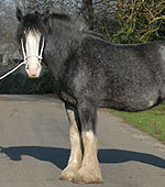 Blossom the Clydesdale