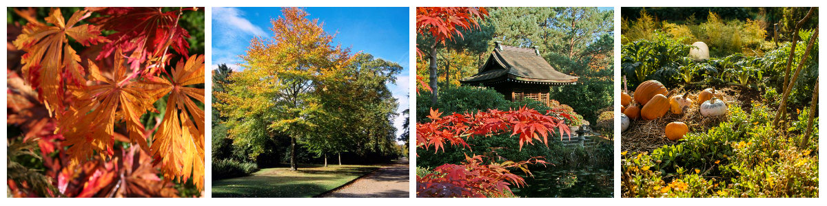 autumn garden collage