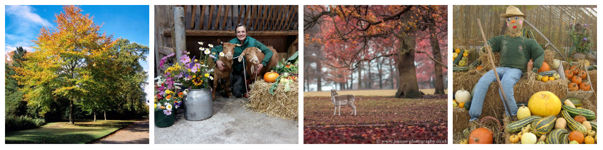 Pictures of Autumn at Tatton Park