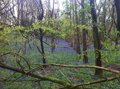 bluebells spring news