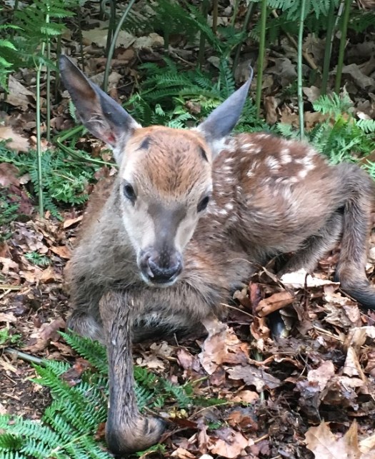 deer fawn parkland