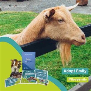 Emily the goat