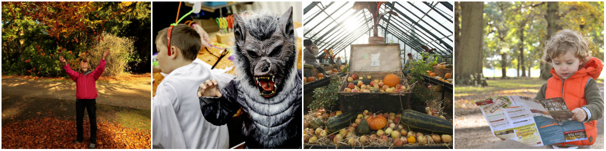 Autumn Collage for web page
