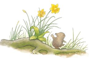Hedgehog 300 x 200