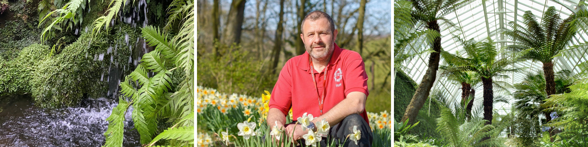 Collage of images depicting ferns in a conservatory and a man amongst a field of daffodils.