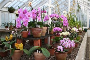 Orchid House 3 - web file