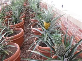 Pineapples growing in Pinery web file