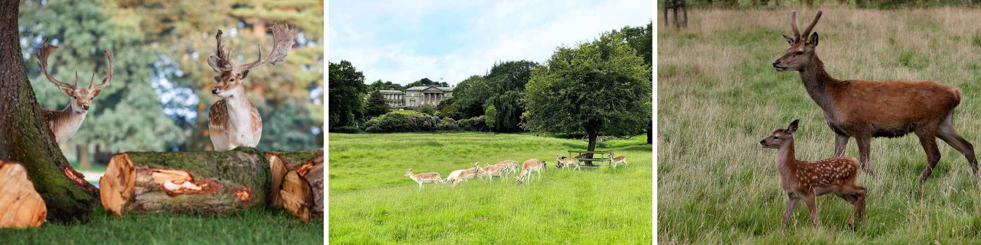 Summer Deer Walk