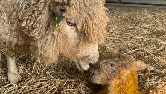 Lambing web tile 555 x 315