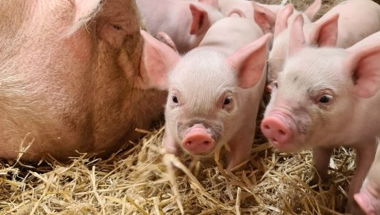 Marthaspiglets