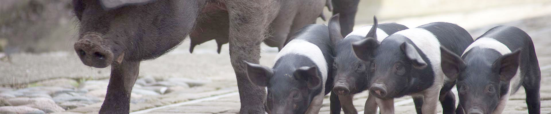 Piglets at the Tatton Park Farm