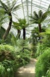 The Fernery