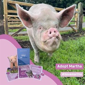 Martha the pig