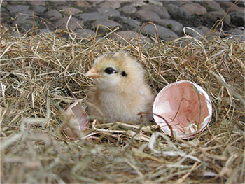 Newly hatched chick