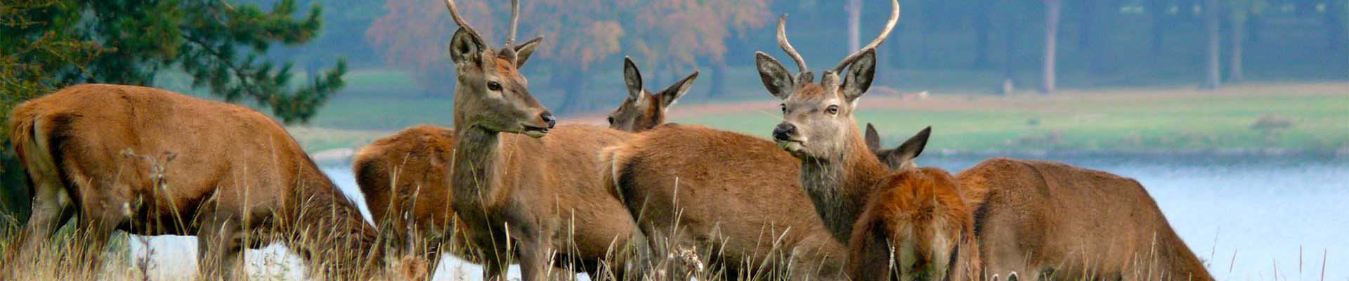 Deer at Tatton Park