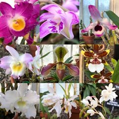orchids