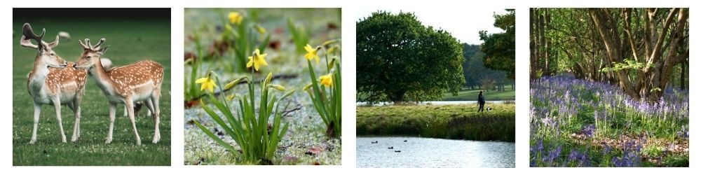 parkland spring collage (1)