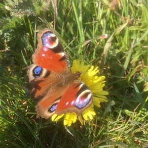 peacock butterly