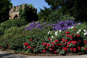 Rhododendrons in flower